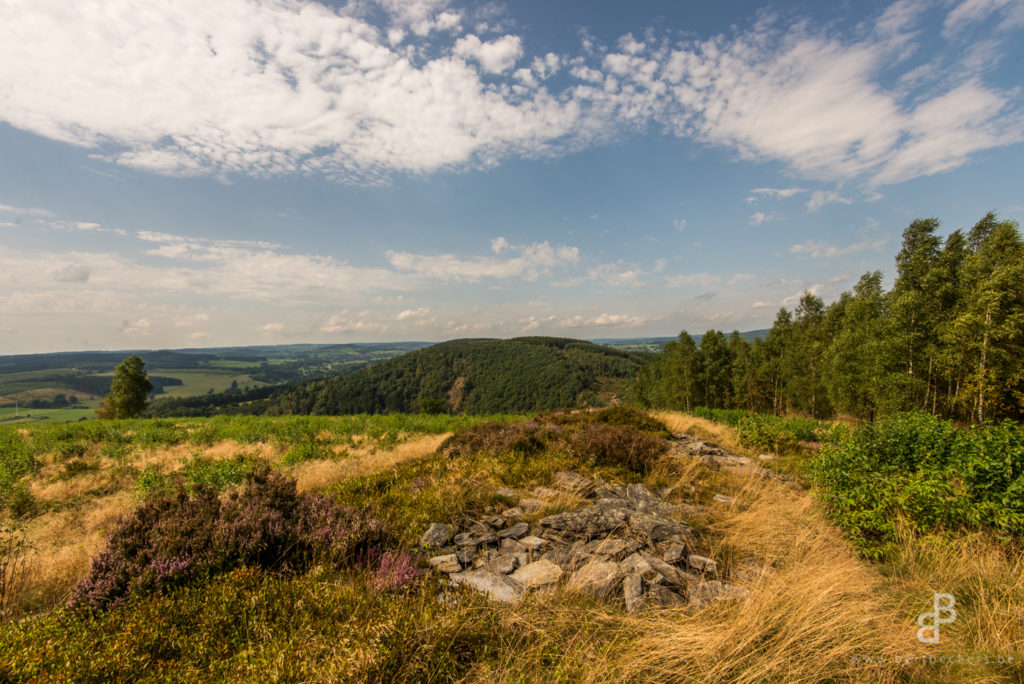 Ardennes forests in Vielsalm